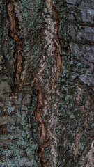 cherry tree old bark structure