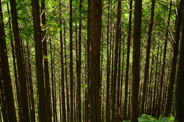 Scenic Lush Green Pine Tree Mountain Landscape, Kumano Kodo, in Mie, Japan - 日本 三重 熊野古道 馬越峠 山林