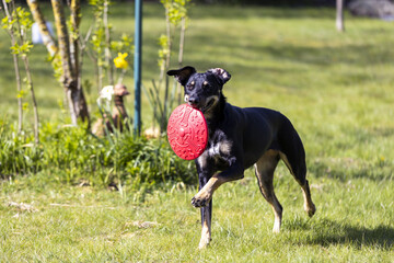 Manchester Terrier dog holding a flying disc in its mouth and running in the park on a sunny day