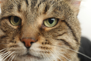 Naklejka na ściany i meble Closeup view of tabby cat with beautiful eyes on light background