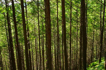 Scenic Lush Green Pine Tree Mountain Landscape, Kumano Kodo, in Mie, Japan - 日本 三重 熊野古道 馬越峠 山林