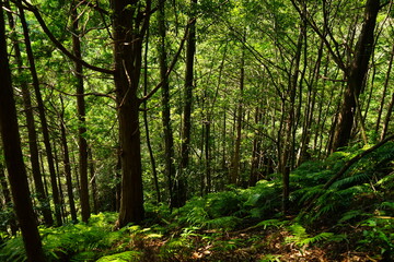 Fototapeta na wymiar Scenic Lush Green Pine Tree Mountain Landscape, Kumano Kodo, in Mie, Japan - 日本 三重 熊野古道 馬越峠 山林