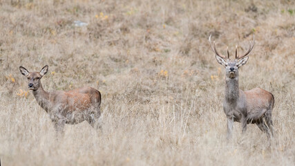 Deer male and female in the wild (Cervus elaphus)