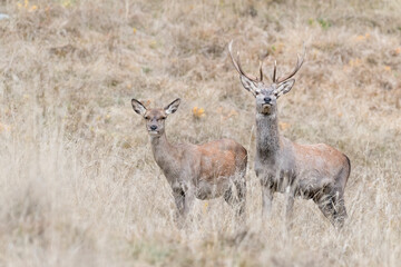 Naklejka na ściany i meble All on alert, deer male and female in the wild (Cervus elaphus)