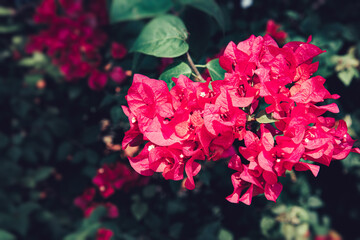 beautiful Close-up view of bush Bougenville with branches in the garden bright colors blurry background.
Bougenville flower are also called paper flowers, The color of flower sheath on plant varies