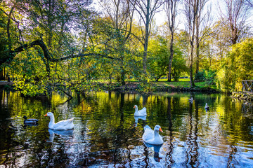 City Park of Aviles - Spain with autumn foliage in a sunny day. City park with ducks in the lake....