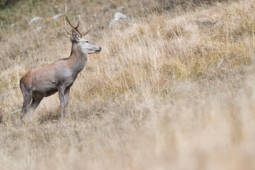 Naklejka na ściany i meble Portrait of deer male in mountain region (Cervus elaphus)