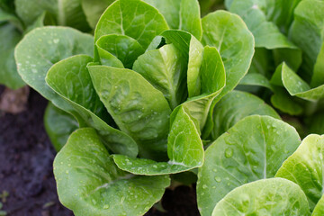 Beautiful organic Mini Cos or Green Oak Lettuce garden on the soil growing, Agriculture bio production concept.Non chemicals