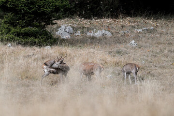 It's time to clean, herd of deer in rutting season (Cervus elaphus)