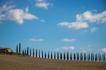 rows of cypress trees on Tuscan hills, bright day