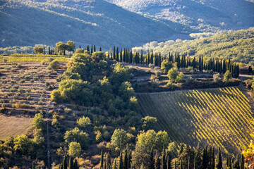 Tuscan hills with cypresses and vineyards at sunset