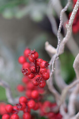 Christmas decoration with branches, berries, globes and cones