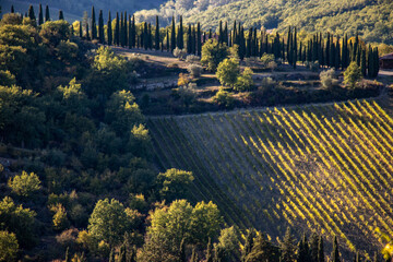 Tuscan hills with cypresses and vineyards at sunset