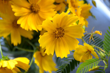 Bright yellow flowers on grey or blue background. Selective soft focus 