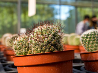 Colorful background of succulent plants