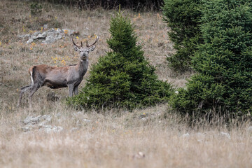 Deer male in the coniferous forest (Cervus elaphus)
