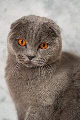 gray british fold cat with brown eyes sits on the background of a white wall