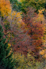 Autumn colors in the mountains