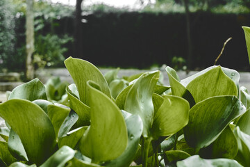 Closeup shot of green common water hyacinth