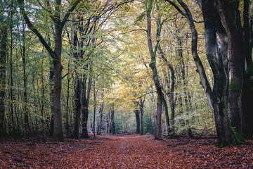 Autumn colors in the dutch forest, Speulderbos Putten The Netherlands.
