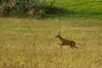 Running roe deer buck. Animal in the meadow. Abnormal antlers. Wildlife, Capreolus capreolus, Slovakia.