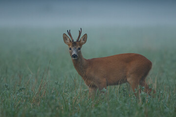 Portrait of young roe deer in the misty meadow. Roe deer buck during rutting season. Wildlife, Capreolus capreolus, Slovakia.