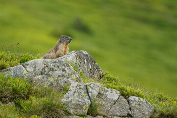 Marmot sitting on the rock in the mountain meadow (Marmota marmota), wildlife, animal, Slovakia, Low Tatras