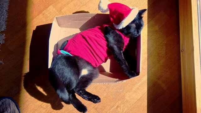 tired black cat in Christmas dress and Santa Claus hat on its box. Funny concept with copy space.