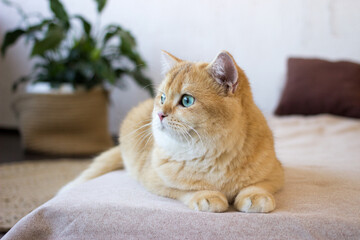 Fototapeta na wymiar Cute golden cat lying on bed. Breed British shorthair cat with green eyes. Close up