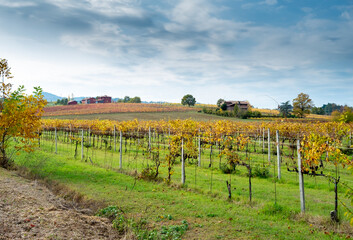 Autumnal vineyards on the rolling hills of Bologna countryside. Crespellano, Bologna province,...