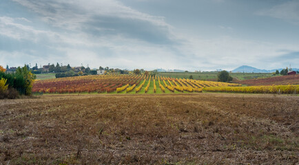Autumnal vineyards and  harvested corn fields on the rolling hills of Bologna countryside. Crespellano, Bologna province, Emilia-Romagna, Italy
