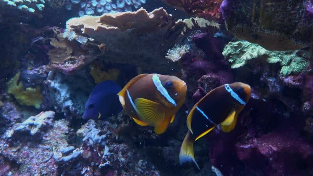 Beautiful multi-colored fishs. Wonderful and beautiful underwater world with corals and tropical fish.