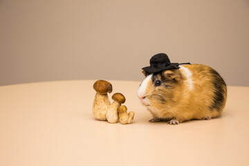 little funny guinea pig with autumn mushrooms