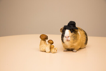 little funny guinea pig with autumn mushrooms