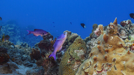 Fototapeta na wymiar Seascape with various fish, coral and sponge in coral reef of Caribbean Sea, Curacao