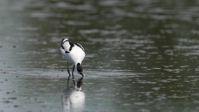Pied avocet (Recurvirostra avosetta) in its natural enviroment