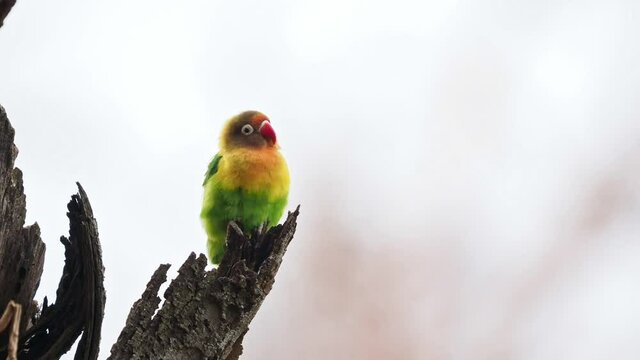 Fischers Lovebird - Agapornis fischeri small parrot bird, green back, chest and wings, necks are a golden yellow and upward it becomes darker orange, top of head is olive green, beak is red, two pair