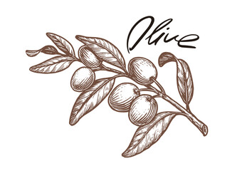 Ripe olives on branch with leaves. Hand drawn sketch