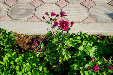 Цветы. Космея. Хризантемы. Дубки. Розы. Цинния. Ромашки. Петуния