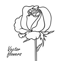 Rose line art vector hand drawn illustration.