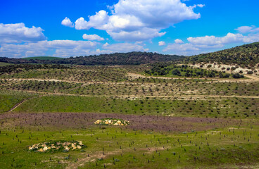 Fototapeta na wymiar Andalusian meadows