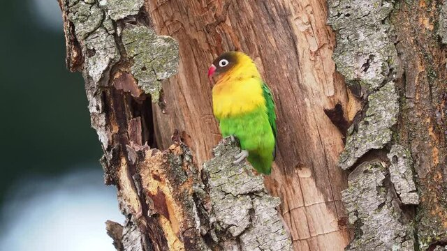 Fischers Lovebird - Agapornis fischeri small parrot bird, green back, chest and wings, necks are a golden yellow and upward it becomes darker orange, top of head is olive green, beak is red, two pair