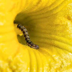 a caterpillar crawls into a bright yellow flower
