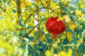 ripe pomegranate on a branch among yellow leaves