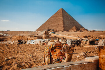 camels resting great pyramids of giza, eight wonder of the world
