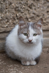 Einsames kleines weiss-graues Kätzchen friert 
