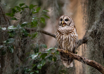 A Barred Owl in Florida 