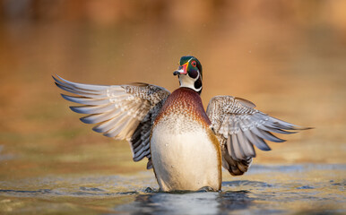 A wood Duck in Autumn 