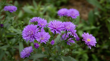purple flower