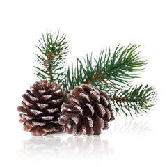 Fototapeta premium Two brown pine cones with green spruce branch on a white background with reflection